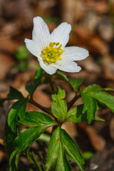 windflower Anemone nemorosa