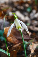 snowdrop
