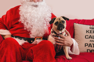 santa with cute pug dog