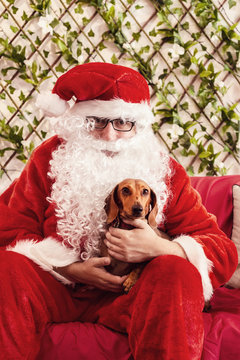 santa with cute daschund dog