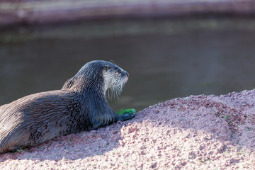 River Otter on a Rock