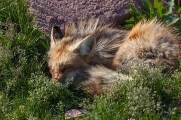 Sleeping Red Fox