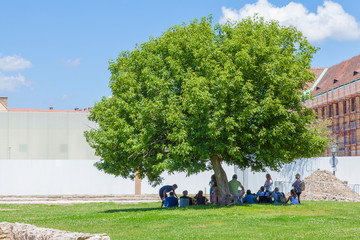 Tourists are hiding from the scorching sun in the shade of the branches of a beautiful tree