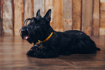 Scottish terrier puppy is posing in studio on wooden background