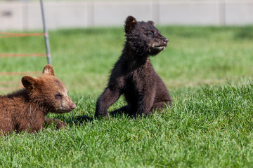 Two Baby Bears in the Grass