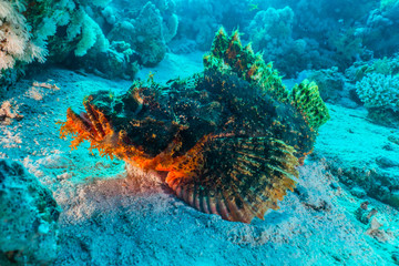 Scorpion fish Amazing camouflage in the Red Sea, Eilat Israel