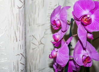 flowers on a white background