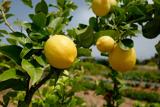 Zitronenbaum auf einer Finca in Mallorca