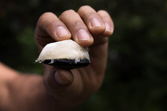 A hand with ripe guama fruit and seeds.