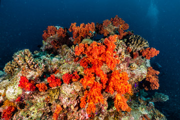Fototapeta na wymiar Coral reefs and water plants in the Red Sea, Eilat Israel
