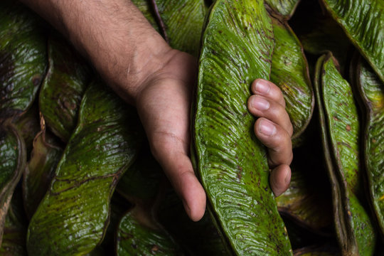 A hand with green and ripe guama fruit.