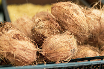 Group of small whole fresh brown coconuts on retail market close up