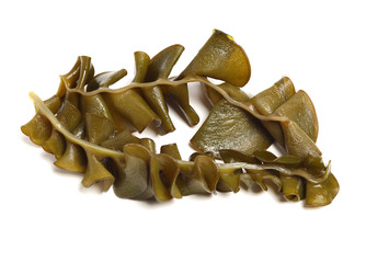 japanese seaweed, mekabu, wakame root on white background © zcy