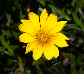 yellow daisy flower closeup isolated on a dark green leaf background