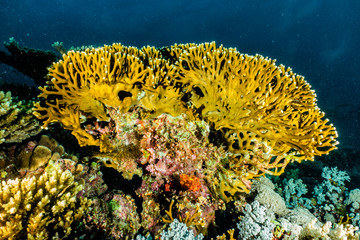 Coral reefs and water plants in the Red Sea, Eilat Israel