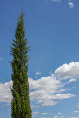 Obraz premium tree and sky