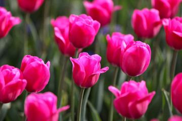 Menge gleichfarbiger Tulpen