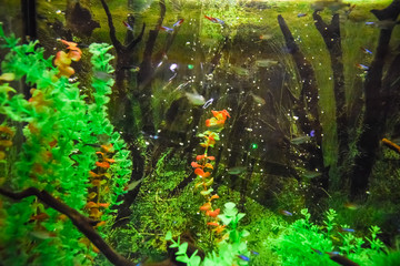 Obraz na płótnie Canvas Wall mounted aquarium with tropical fish