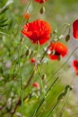 poppies in a field