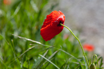 Obraz premium red poppy in field