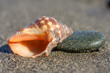 sea shell on the beach