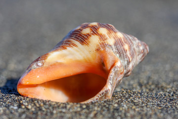 shell on the beach