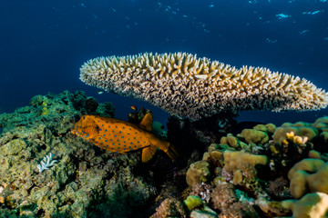Coral reefs and water plants in the Red Sea, Eilat Israel