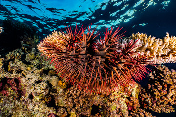 Coral reefs and water plants in the Red Sea, Eilat Israel