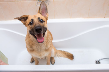 Bathing of the funny mixed breed dog. Dog taking a bubble bath. Grooming dog.