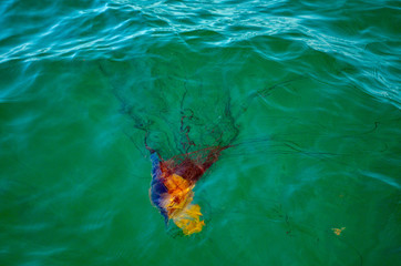 Fototapeta na wymiar Purple, orange, red jellyfish in green ocean waters off Nova Scotia Canada 