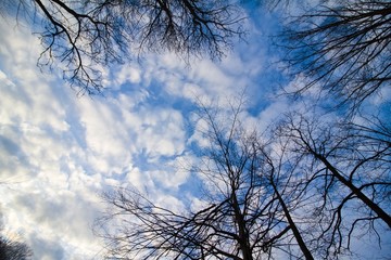 bare branches of trees against beautiful blue autumn sky with tender white clouds, panorama background