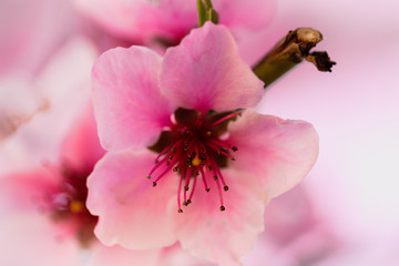  peach tree