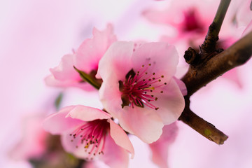  peach tree