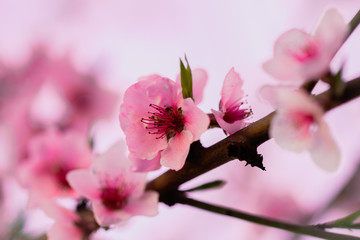 peach tree