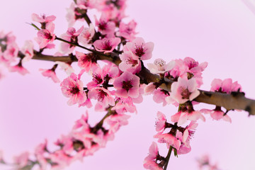  peach tree
