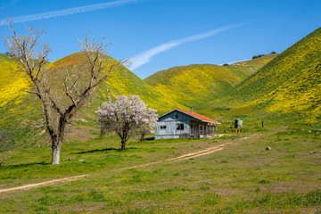Fototapeta na wymiar Abandoned shack near Carrizo Plain National Monument, during the spring California superbloom of wildflowers on a sunny day