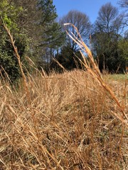 dry grass in the field