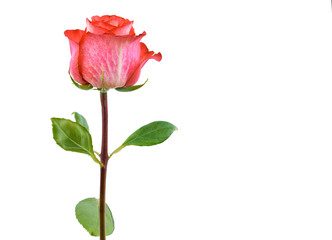 beautiful single pink rose on a white background.
