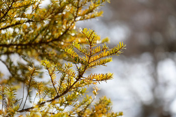 Close up season spring tree with sunshine and snow blurry in blackground. Spring season or winter concept.