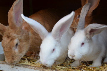 (Oster-) Hase