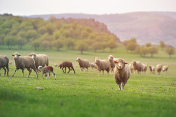 Naklejka na ściany i meble Flock of sheep on fresh spring green meadow during sunrise