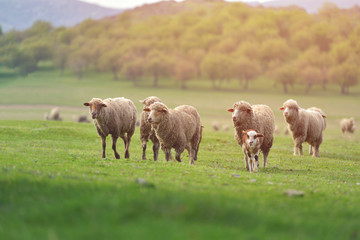 Flock of sheep on fresh spring green meadow during sunrise