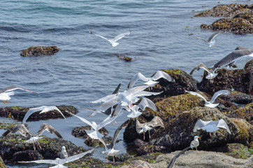 Obraz premium Group or flock of Sea birds flying over Ocean in Iceland 