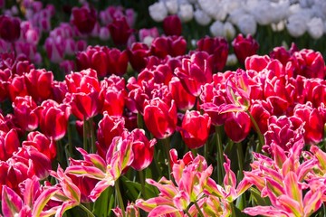 Pink, pink and more pink tulips! The tulips are at peak bloom at Descanoso Gardens in La Cañada Flintridge, Los Angeles County, California. March 24, 2019.