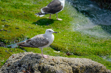 Seagulls on rocky beach in Iceland