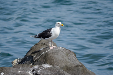 Fototapeta na wymiar One Seagulls on rocky beach in Iceland