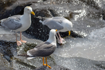 Seagulls on rocky beach in Iceland