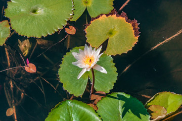 White lotus flower
