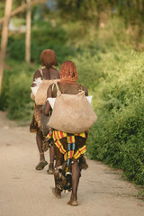 Obraz premium Hamer tribe in omo valley