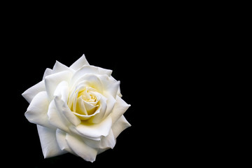 Beautiful white rose isolated on black background. Ideal for greeting cards for wedding, birthday, Valentine's Day, Mother's Day